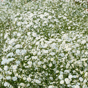 Vente Collection de 15 plantes vivaces  - 2 m²