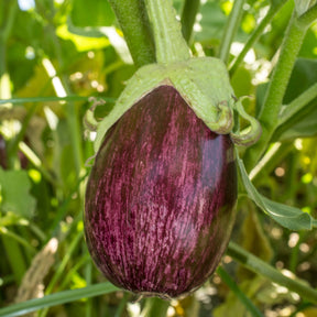 Aubergine Listada de Gandia - Morelle comestible