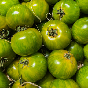 Lycopersicon lycopersicum Green Zebra - Tomate Green Zebra - Tomates
