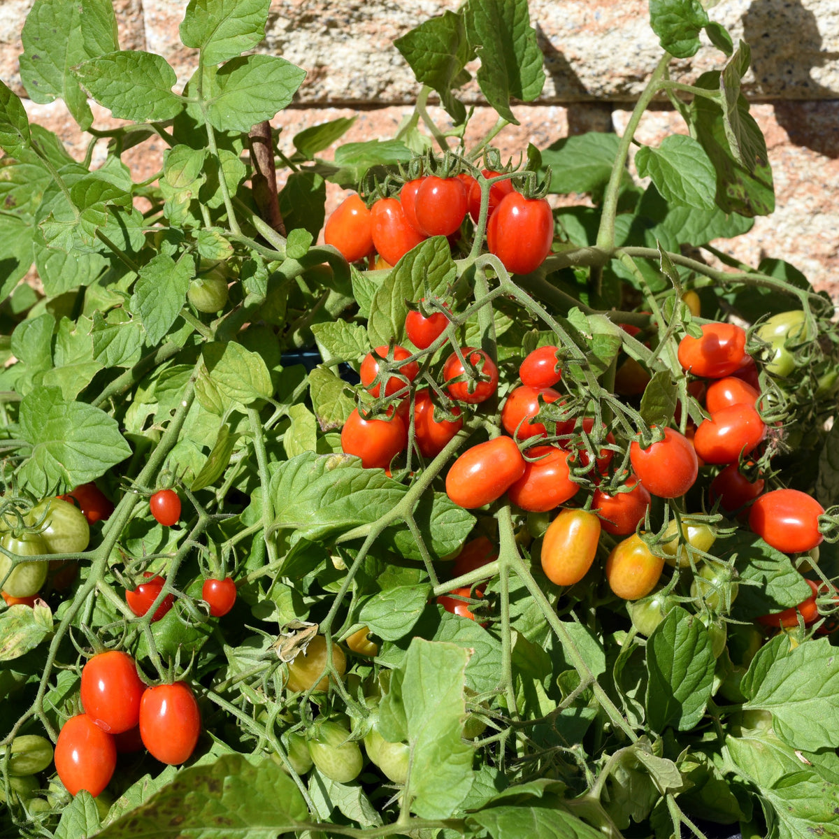 Tomate-cerise Romello F1