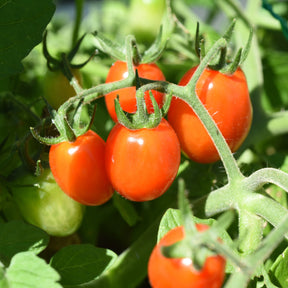 Tomate-cerise Romello F1 - Lycopersicon lycopersicum romello f1 - Willemse