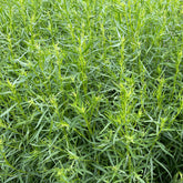 Estragon - Artemisia dracunculus - Willemse