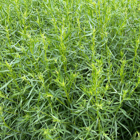 Estragon - Artemisia dracunculus - Willemse