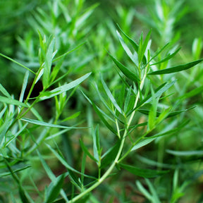 Estragon - Artemisia dracunculus - Artemisia dracunculus - Willemse
