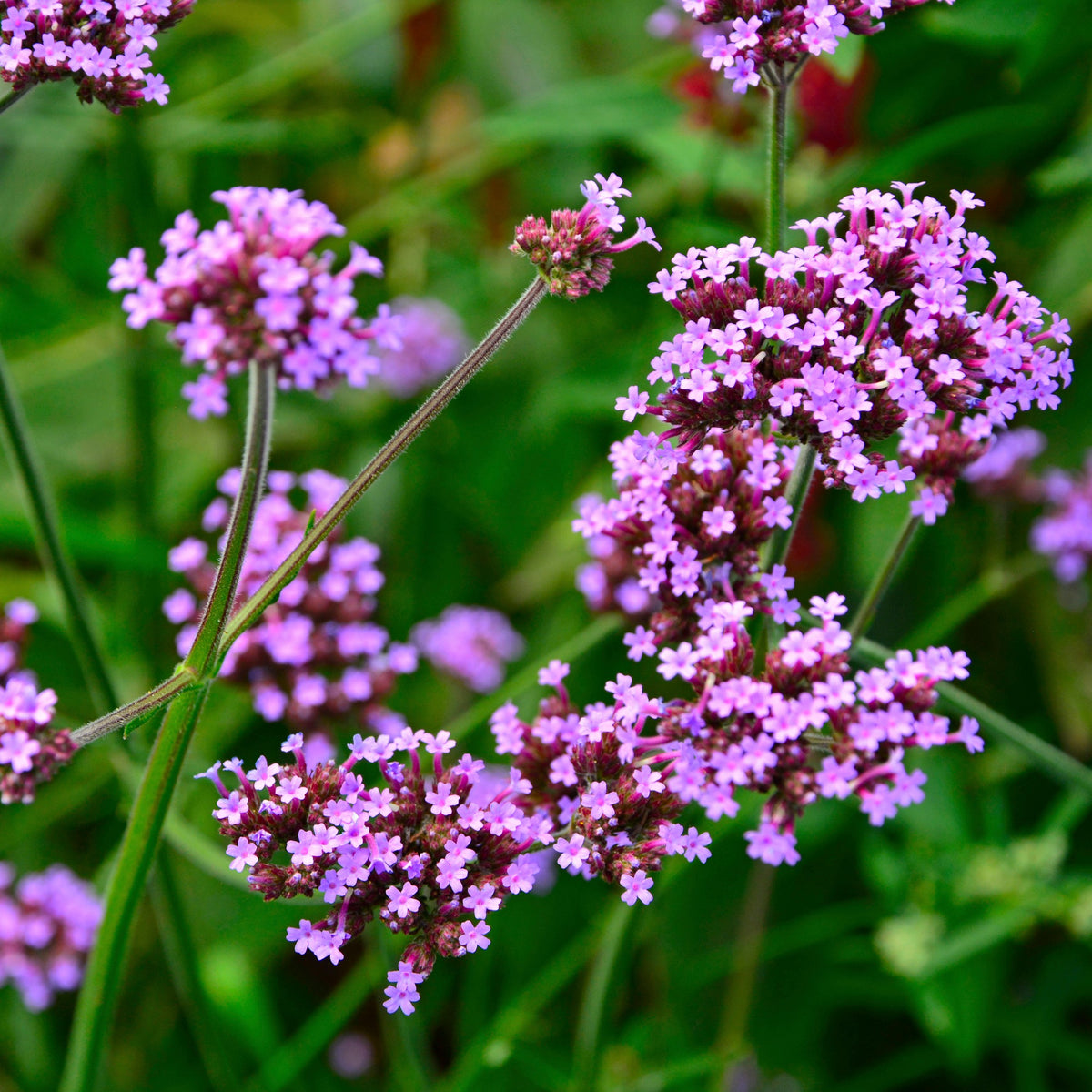 Verveine Purple Top de Buenos Aires