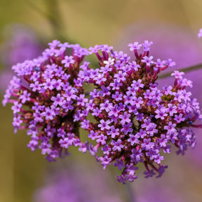 Verveine Purple Top de Buenos Aires