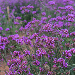 Verveine Purple Top de Buenos Aires