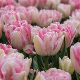 10 Tulipes à fleur de pivoine Foxtrot - Willemse