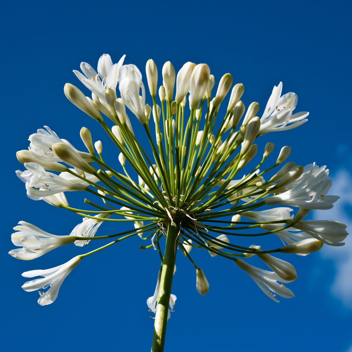 Collection de 9 plantes vivaces à fleurs blanches bordures et massifs - Agapanthus, cerastium tomentosum, gaura lindheimeri, geranium pratens - Plantes