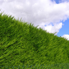 Vente Thuya pour haie - Thuja plicata atrovirens