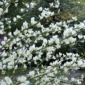Cytisus praecox albus - Genêt blanc - Genêts