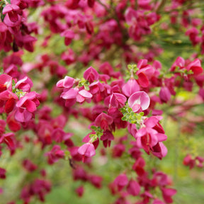 Cytisus praecox Boskoop Ruby - Genêt rouge - Genêts
