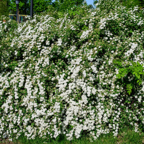 Spiraea nipponica Snowmound - Spirée du Japon Snowmound - Spirées