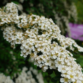 Spirées - Spirée du Japon Snowmound - Spiraea nipponica Snowmound