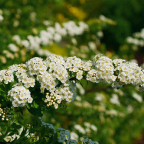 Vente Spirée du Japon Snowmound - Spiraea nipponica Snowmound