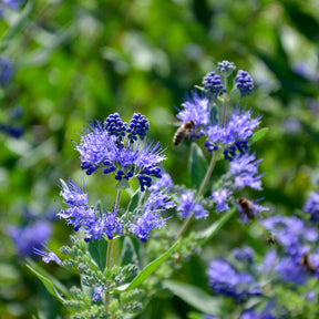Caryopteris - Caryopteris Heavenly Blue - Caryopteris clandonensis Heavenly Blue