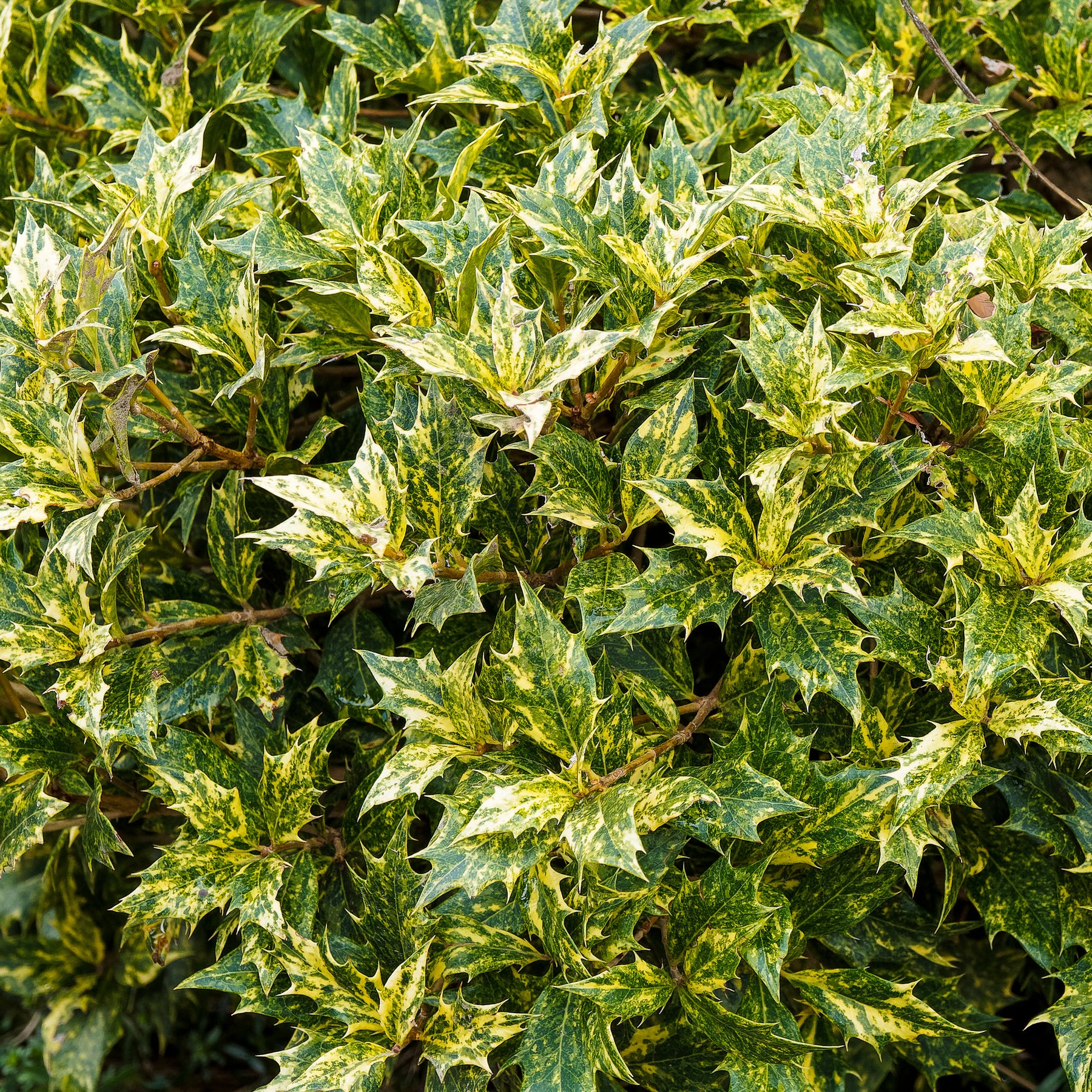 Osmanthe - Osmanthe panaché Goshiki - Osmanthus heterophyllus Goshiki