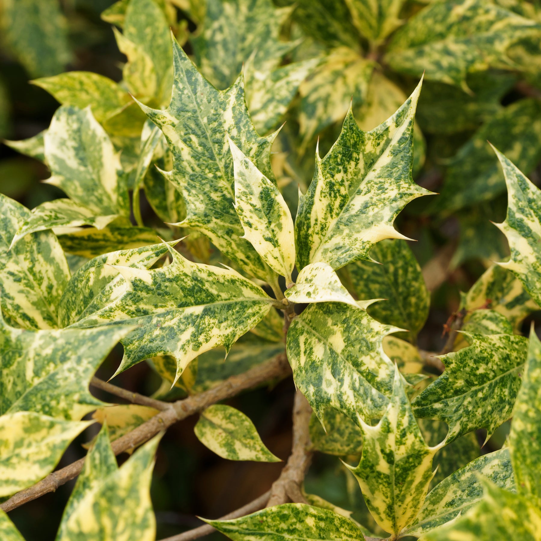 Osmanthus heterophyllus Goshiki - Osmanthe panaché Goshiki - Osmanthe