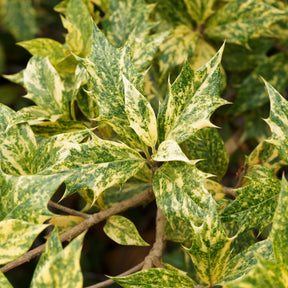 Osmanthus heterophyllus Goshiki - Osmanthe panaché Goshiki - Osmanthe
