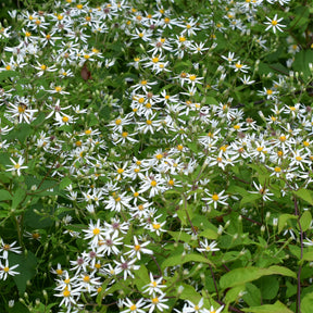 Aster divaricatus - Aster divariqué - Aster