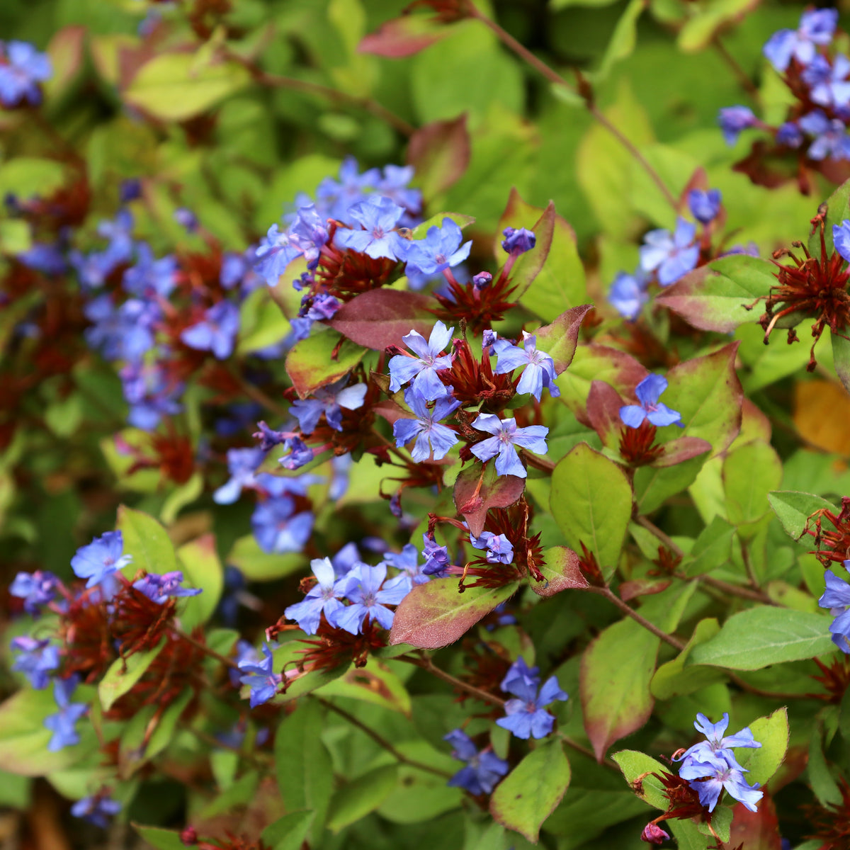 Plumbago rampant Dentelaire bleue - Ceratostigma plumbaginoides - Plantes