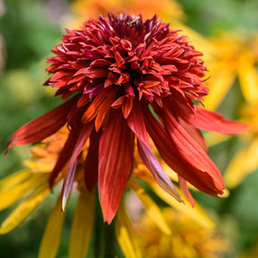 Echinacea purpurea Eccentric - Rudbeckia pourpre Eccentric - Echinacea - Rudbeckia