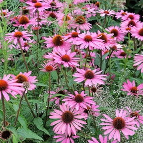 Echinacea purpurea Rubinstern - Rudbeckia pourpre Rubinstern - Echinacea - Rudbeckia