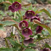 Hellébore d'Orient Red Hybrids - Willemse