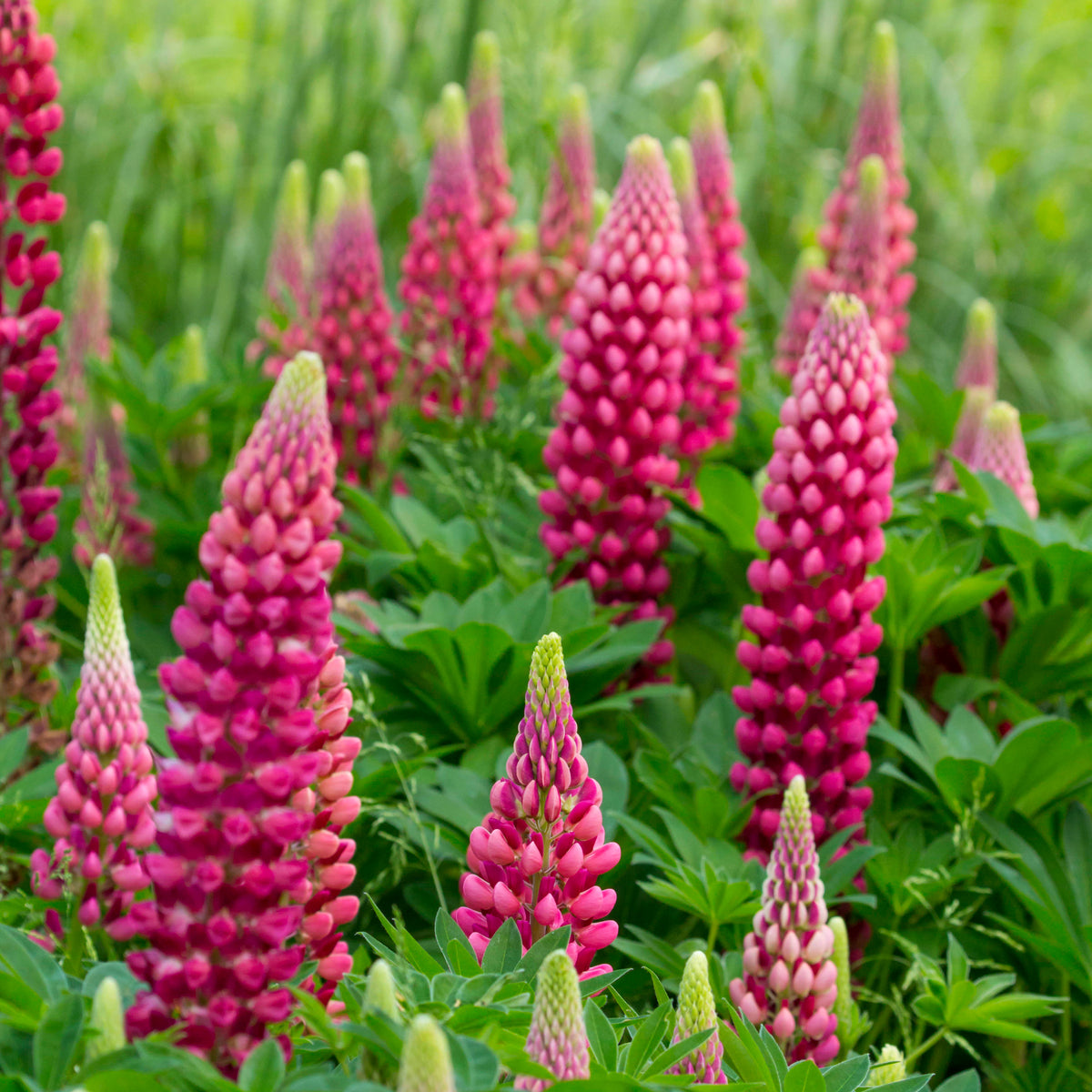 3 Lupins Gallery Red - Willemse