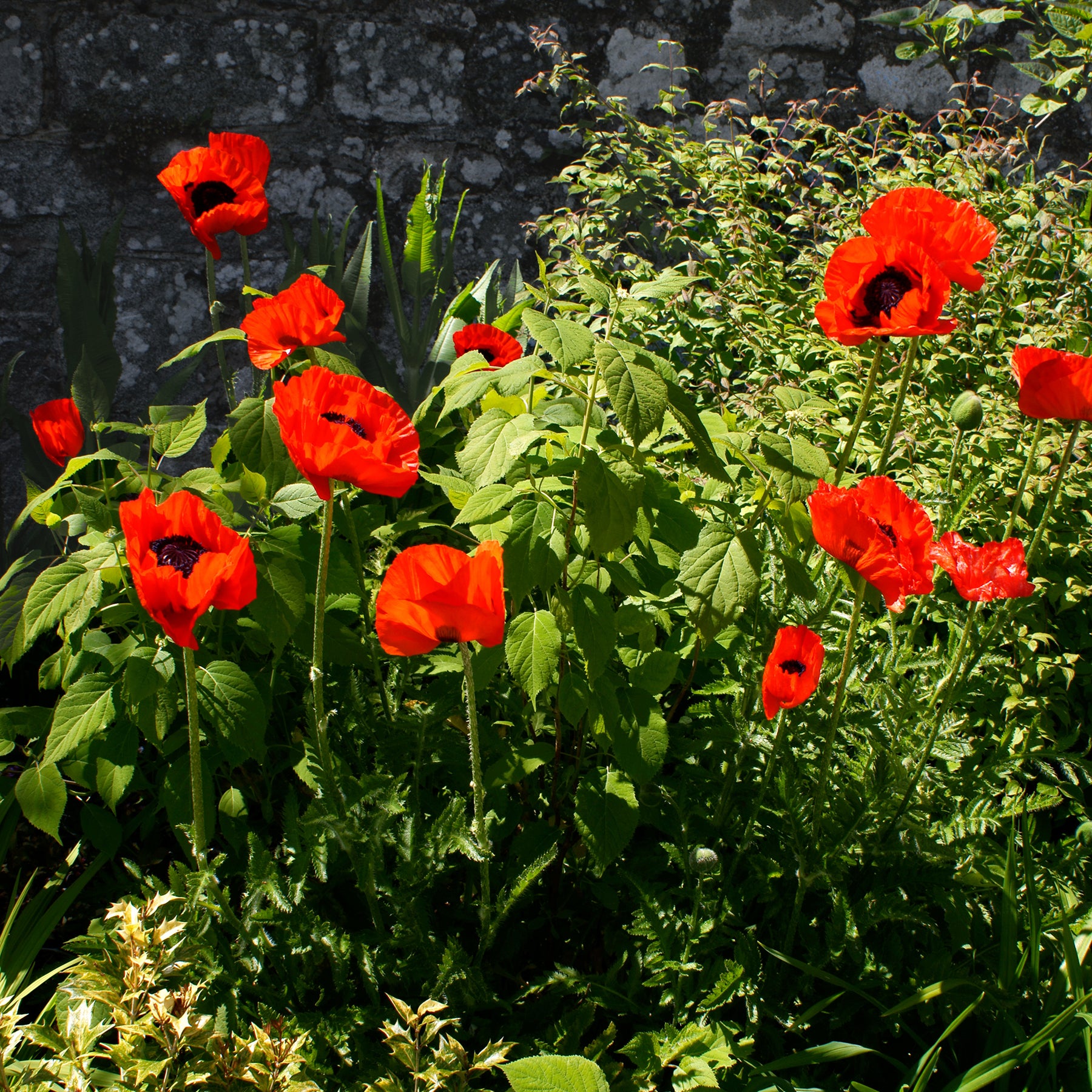 Pavot d'Orient Beauty Of Livermere - Willemse
