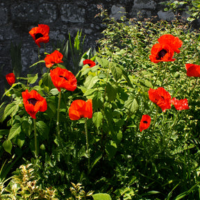 Pavot d'Orient Beauty Of Livermere - Willemse
