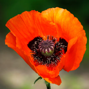 3 Pavots d'Orient Brilliant - Willemse