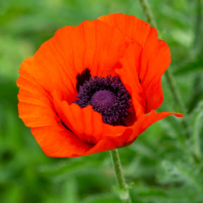 3 Pavots d'Orient Brilliant - Papaver orientale Brilliant - Willemse