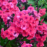 Phlox paniculé Starfire - Willemse