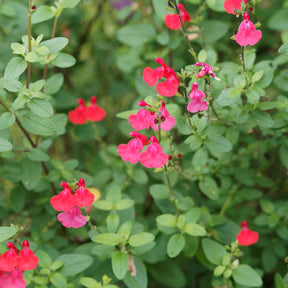 Sauge arbustive Grahamii - Salvia microphylla (grahamii) - Plantes