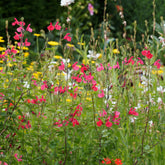 Sauge arbustive Pink Beauty - Willemse