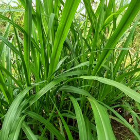Carex pendula - Laîche pendante - Carex - Carex