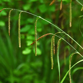 Carex - Laîche pendante - Carex - Carex pendula