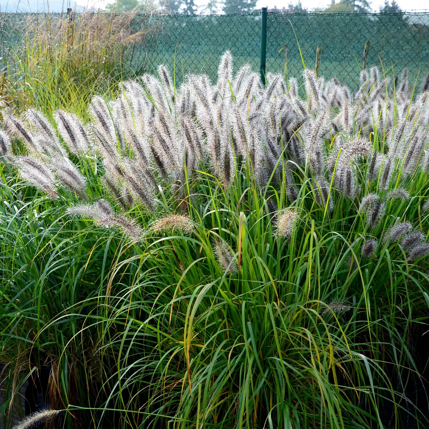 Stipa gigantea, Pennisetum alopecuroides,Rudbeckia fulgida,Achillea millefolium,Persicaria amplexicaulis  - 5 Vivaces pour massif champêtre - Collections de vivaces