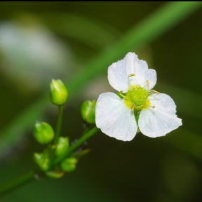 Alisma plantago-aquatica - Plantain d'eau - Plantes de bassins