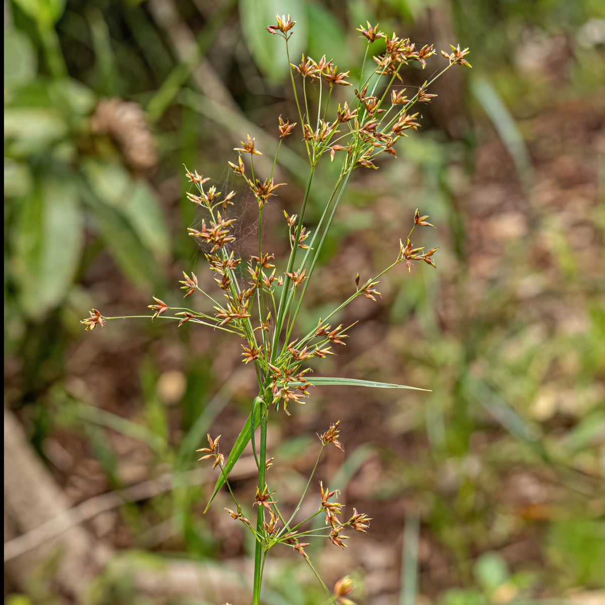 Souchet odorant - Cyperus longus - Plantes aquatiques