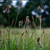 Eleocharis des marais - Willemse