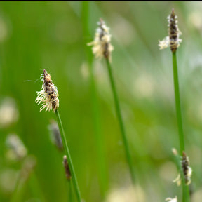 Eleocharis palustris - Eleocharis des marais - Plantes de berges