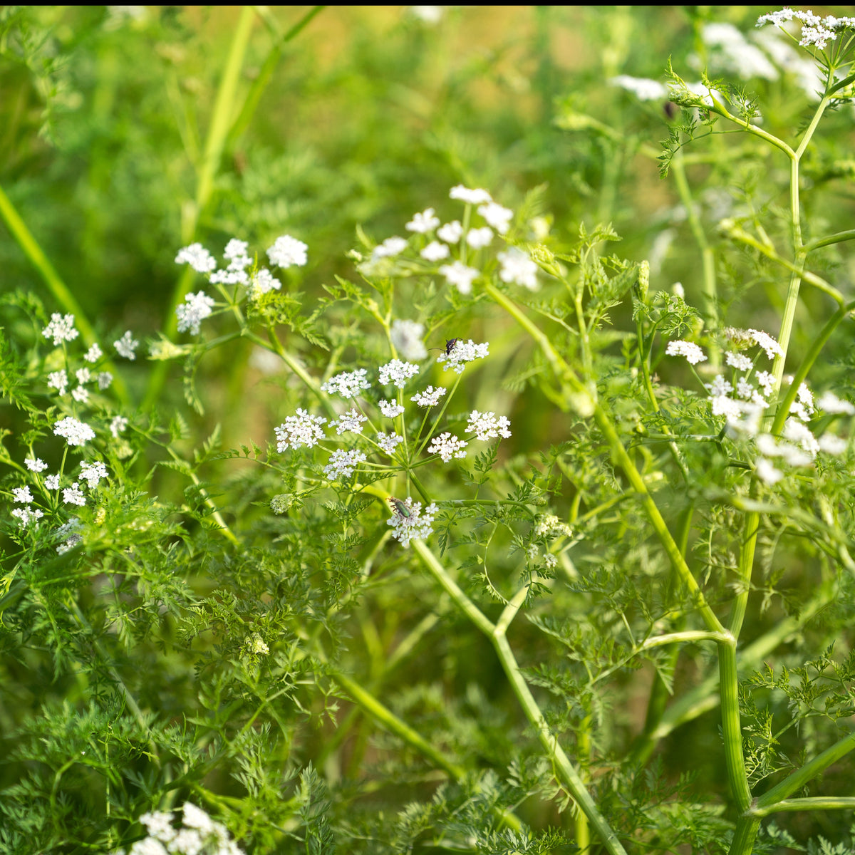 Oenanthe aquatique - Oenanthe aquatica - Plantes