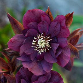 Helleborus orientalis Double Ellen Purple - 2 Hellébores doubles violettes Ellen - Hellébores