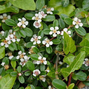 Cotonéaster - Cotoneaster de Dammer - Cotoneaster Dammeri
