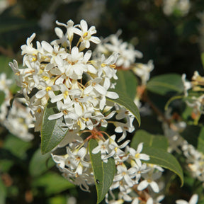 Osmanthus burkwoodii - Osmanthe de Burkwood - Osmanthe