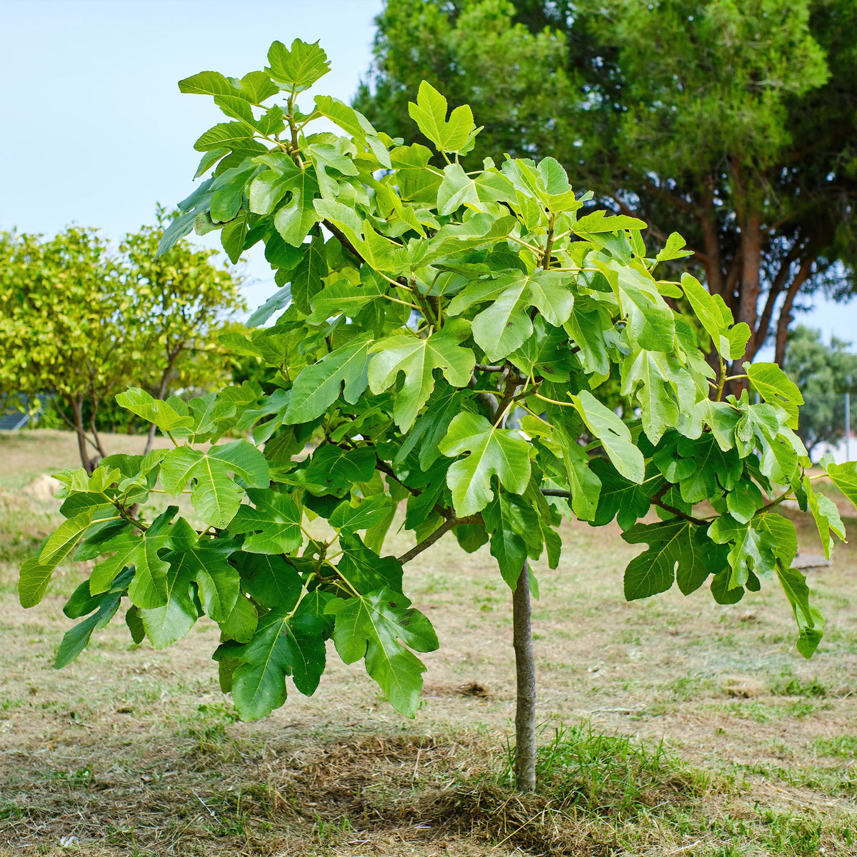 Figuier Brown Turkey - Ficus carica brown turkey