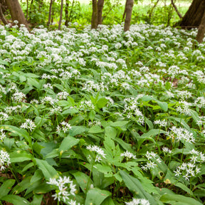 Allium ursinum - Ail des ours - Graines d'aromatiques