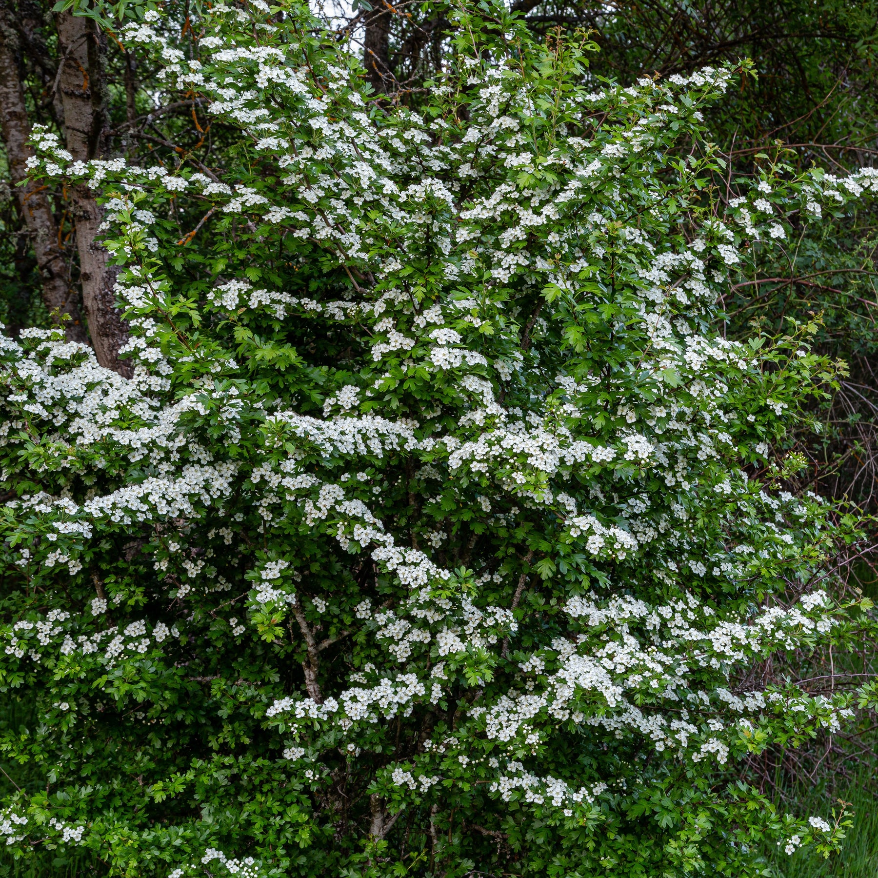 Crataegus monogyna - Aubépine - Arbustes